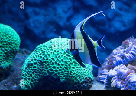 Maurischer Idolfisch, lateinischer Name Zanclus cornutus. Blick auf die Fische in einem Aquarium auf einem Hintergrund von Korallen Stockfoto