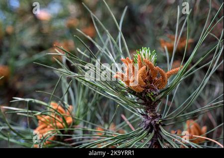 Blick auf Kiefernzweig mit Zapfen, Nahaufnahme. Stockfoto