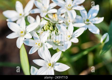Blick auf die Scilla luciliae, weiße wunderschöne Blumen, Nahaufnahme. Stockfoto