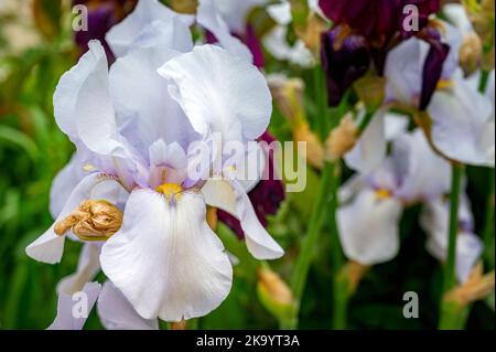 Blick auf weiße Iris. Zarte Blumen mit eleganten Blütenblättern, Nahaufnahme. Stockfoto
