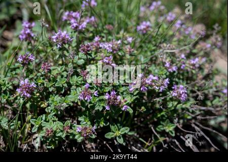 Thymus vulgaris bekannt als gewöhnlicher Thymian, Gartenthymian, Sorte mit blassrosa Blüten. Stockfoto