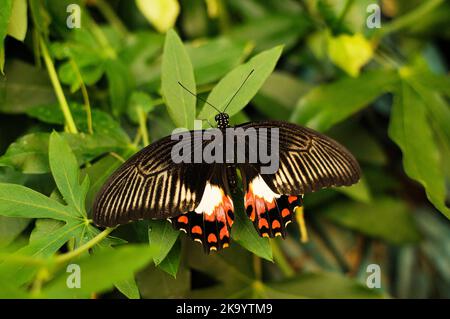 Tropische Schmetterlinge Stockfoto