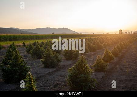 CBD-Hanfknospen mit Blättern, die bei einer Sommerbrise bei Sonnenuntergang auf der Plantage schwingen Stockfoto
