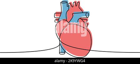 Menschliches Herz eine Linie farbige kontinuierliche Zeichnung. Menschliches Organ kontinuierliche bunte einzeilige Illustration. Vektor minimalistische lineare Illustration. Stock Vektor
