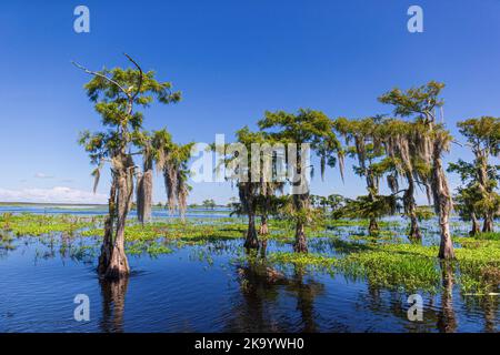 Sumpf und Gras des Everglades National Park. Florida. USA. Stockfoto