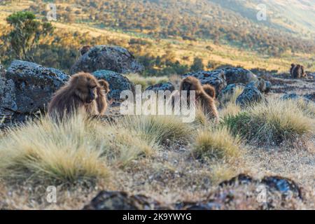 Gruppe von Gelada Pavianen bei Sonnenuntergang in Äthiopien Stockfoto