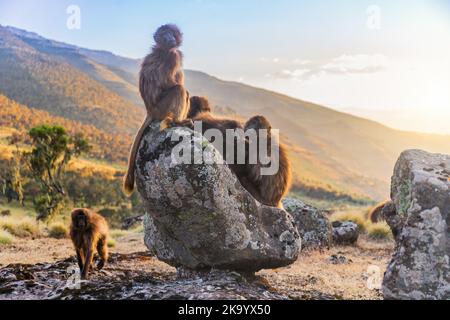 Gruppe von Gelada Pavianen bei Sonnenuntergang in Äthiopien Stockfoto