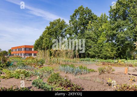 Schrebergarten in Marum mit IKC-Schule im Hintergrund in der Gemeinde Westerkwartier in der Provinz Groningen, Niederlande Stockfoto