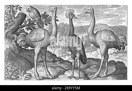 Gekrönter Kranich zwischen zwei Straußen, Nicolaes de Bruyn, 1594 Stockfoto