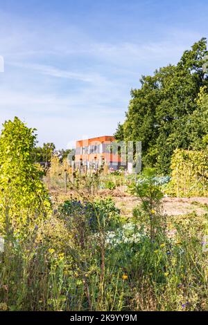 Schrebergarten mit Wildblumenfeld, um Insekten in Marum mit IKC-Schule im Hintergrund in der Gemeinde Westerkwartier in der Provinz Groningen, Niederlande anzuziehen Stockfoto