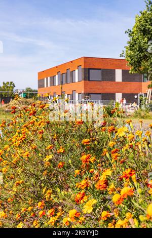 Schottergarten mit afrikanischer Ringelblume gegen Nematoden in Marum mit IKC-Schule im Hintergrund in der Gemeinde Westerkwartier in der Provinz Groningen, Niederlande Stockfoto