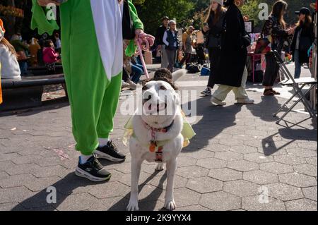 New York, USA. 30. Oktober 2022. Menschen und Haustiere nehmen am 30. Oktober 2022 an der Dog Day Halloween Parade und dem Kostümwettbewerb im Washington Square Park in New York, NY Teil. (Foto: Matthew Rodier/Sipa USA) Quelle: SIPA USA/Alamy Live News Stockfoto