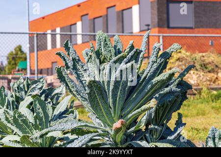 Palmkohl im Schottgarten in Marum mit IKC-Schule im Hintergrund in der Gemeinde Westerkwartier in der Provinz Groningen, Niederlande Stockfoto