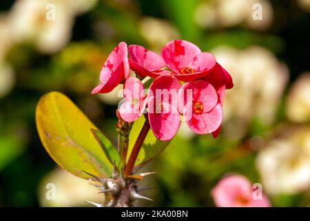 Nahaufnahme der Pink Christ Thorn Flower (EUA Milli Desmoul) in Sydney, NSW, Australien (Foto: Tara Chand Malhotra) Stockfoto