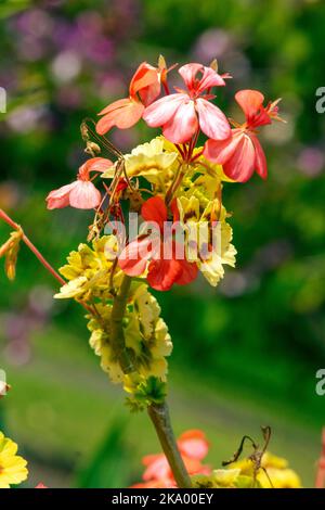 Nahaufnahme der Pink Christ Thorn Flower (EUA Milli Desmoul) in Sydney, NSW, Australien (Foto: Tara Chand Malhotra) Stockfoto