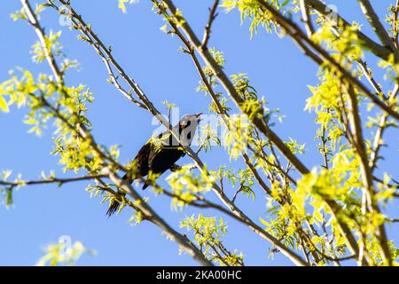 Ein Weißflügeliger (Corcorax melanorhamphos), der auf einem Baum in Sydney, NSW, Australien, thront (Foto: Tara Chand Malhotra) Stockfoto