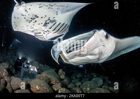 Riff-Manta-Strahlen, Mobula alfredi, ernähren sich von Körben mit Lichtern, die Plankton vor der Kona-Küste der Big Island, Hawaii, anziehen. Diese Art war p Stockfoto