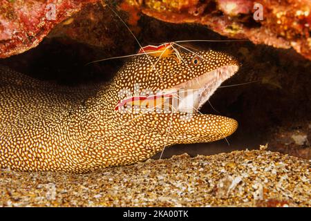 Ein Blick in die Mündung eines Muränen, Gymnothorax meleagris, der von zwei scharlachroten Garnelen, Lysmata amboinensis, untersucht wird, Stockfoto