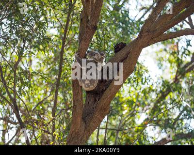 Ein australischer Koala-Bär mit ihrem Baby joey auf dem Rücken in der Gabel eines Gummibaums. Stockfoto