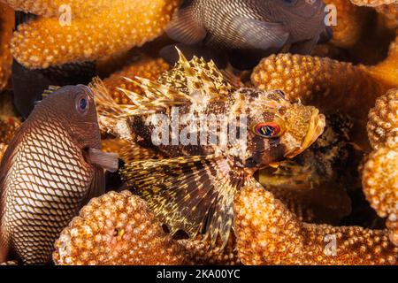 Dieser hawaiianische Löwenfisch, grüner Löwenfisch oder Löwenfisch des Barbers, Dendrochirus barberi, seine Geweih-Koralle, Pocillopora eydouxi, Heimat mit hawaiianischem Domino da Stockfoto