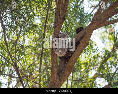 Ein australischer Koala-Bär mit ihrem Baby joey auf dem Rücken in der Gabel eines Gummibaums. Stockfoto