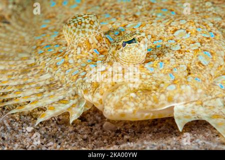 Der Pfau Flunder, Bothus mancus, ist ein Mitglied der größten Familie der Plattfische, Bothidae. Alle Mitglieder dieser Gruppe sind bekannt als "linke Seite" flou Stockfoto