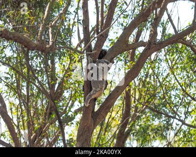 Ein australischer Koala-Bär mit ihrem Baby joey auf dem Rücken in der Gabel eines Gummibaums. Stockfoto