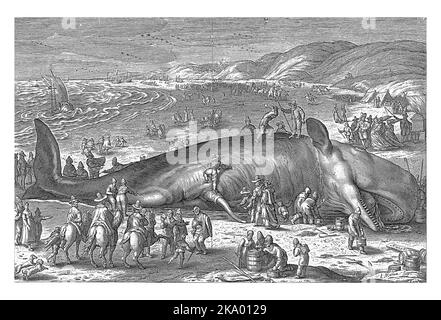 Der Wal (Pottwal) lief am 3. Februar 1598 am Strand von Berckhey zwischen Katwijk und Scheveningen auf Grund. Stockfoto