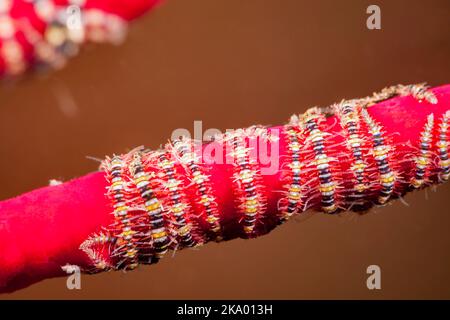 Tiny Brittlestars, Ophiothrix sp., umhüllt die Äste von Fächerkorallen, Indonesien, Pazifischer Ozean. Stockfoto