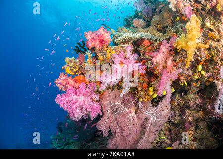 Alkonische und gorgonische Korallen mit schillernden Anthias dominieren diese farbenfrohe Fidschi-Riffszene. Stockfoto