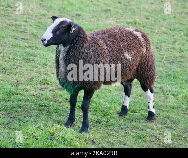 Ein gut aussehendes Schaf im Zentrum von Downham Village, Lancashire, Großbritannien, Europa Stockfoto