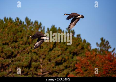 Kanadagänse (Branta canadensis) fliegen in einem blauen Himmel und Herbstfarben, horizontal Stockfoto