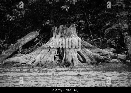 Treiben Sie Holz aus einem alten Stumpf an der Küste eines Wisconsin-Sees in schwarz-weiß, horizontal Stockfoto