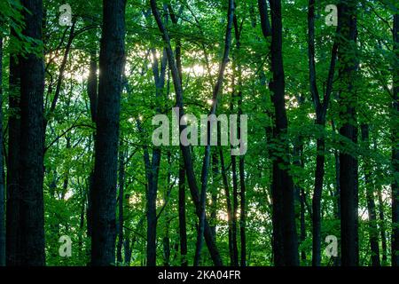 Sonnenlicht, das am Nachmittag durch einen Wisconsin-Wald ihren Höhepunkt erreicht, horizontal Stockfoto