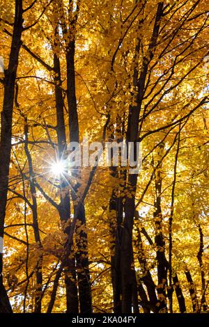 Sonnenlicht, das im Herbst durch einen Wisconsin-Wald ihren Höhepunkt erreicht, vertikal Stockfoto