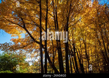 Sonnenlicht, das im Herbst durch einen Wisconsin-Wald ihren Höhepunkt erreicht, horizontal Stockfoto