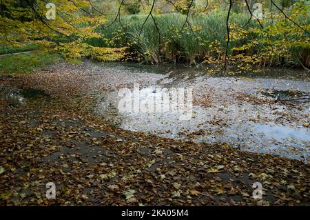 Herbsthintergrund: Boden und Wasser bedeckt mit Herbstblättern, Schilf im Hintergrund Stockfoto