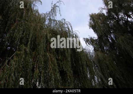 weidenblätter und Äste gegen den Himmel Stockfoto