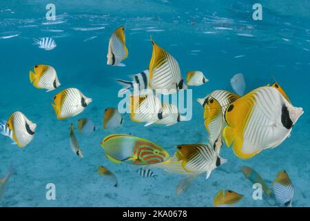 Schule threadfin Falterfische, Chaetodon auriga, in Rarotonga Lagune, den Cook Inseln. Stockfoto