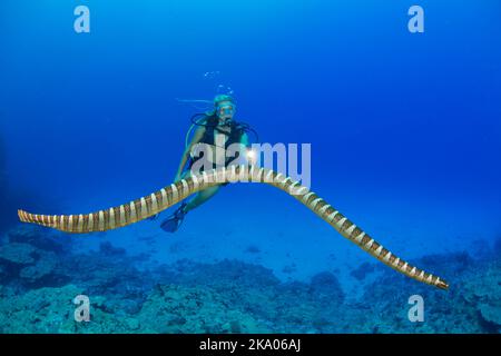 Ein Taucher (MR) und eine geläufige Seeschlange, Hydrofis cyanocinctus, ist auch als die blaubanderige Seeschlange bekannt. Dies ist eine Art giftiger Seeschlange i Stockfoto