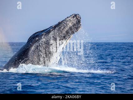 Dieser männliche Buckelwal, Megaptera novaeangliae, hat abrupt aufgehört und seinen Kopf aus dem Pazifischen Ozean, Hawaii, gehoben. Rote Wunden an der Schnauze Stockfoto