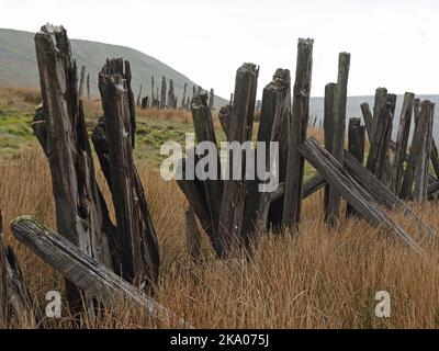 Düstere Pennine-Landschaft - verwitterte Hochlandhölzer Schneebruch-Schlafpfosten auf hohen Mooren über Settle - Carlisle Railway, North Yorkshire, England Großbritannien Stockfoto