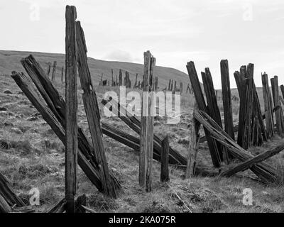 Düstere Pennine-Landschaft - verwitterte Hochlandhölzer Schneebruch-Schlafpfosten auf hohen Mooren über Settle - Carlisle Railway, North Yorkshire, England Großbritannien Stockfoto