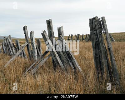 Düstere Pennine-Landschaft - verwitterte Hochlandhölzer Schneebruch-Schlafpfosten auf hohen Mooren über Settle - Carlisle Railway, North Yorkshire, England Großbritannien Stockfoto