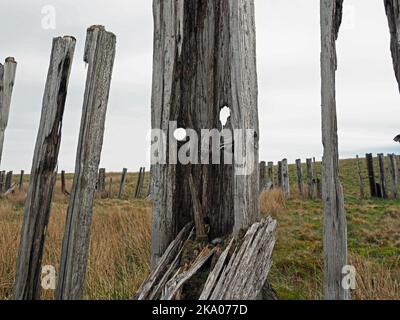 Düstere Pennine-Landschaft - verwitterte Hochlandhölzer Schneebruch-Schlafpfosten auf hohen Mooren über Settle - Carlisle Railway, North Yorkshire, England Großbritannien Stockfoto