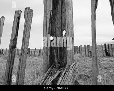 Düstere Pennine-Landschaft - verwitterte Hochlandhölzer Schneebruch-Schlafpfosten auf hohen Mooren über Settle - Carlisle Railway, North Yorkshire, England Großbritannien Stockfoto