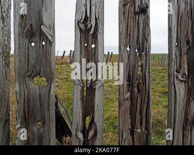 Düstere Pennine-Landschaft - verwitterte Hochlandhölzer Schneebruch-Schlafpfosten auf hohen Mooren über Settle - Carlisle Railway, North Yorkshire, England Großbritannien Stockfoto