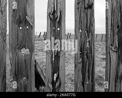 Düstere Pennine-Landschaft - verwitterte Hochlandhölzer Schneebruch-Schlafpfosten auf hohen Mooren über Settle - Carlisle Railway, North Yorkshire, England Großbritannien Stockfoto