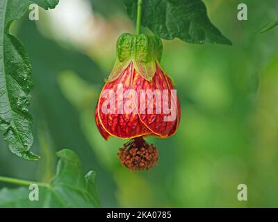 Exotische hängende Blume der ornamentalen Rotvene abutilon, aka Flowering Maple (Abutilon pictum) Pflanze in Kew Gardens, London, England, Großbritannien Stockfoto