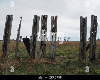 Düstere Pennine-Landschaft - verwitterte Hochlandhölzer Schneebruch-Schlafpfosten auf hohen Mooren über Settle - Carlisle Railway, North Yorkshire, England Großbritannien Stockfoto